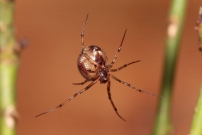 La malmignatte des maisons (Araneae - Theridiidae - Steatoda triangulosa)